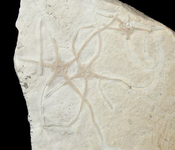Ophiopetra Brittle Star Fossil - Solnhofen #15149